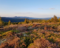 20190522 202848~2 (2622 gweladenn) 20190522 202848~2